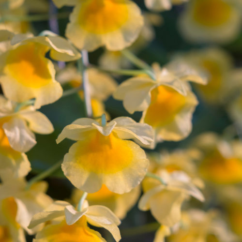 Florale Soleil Fragrance Oil