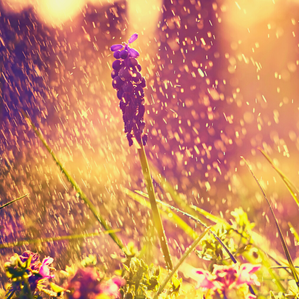 Dance in the Rain (BBW) Fragrance Oil