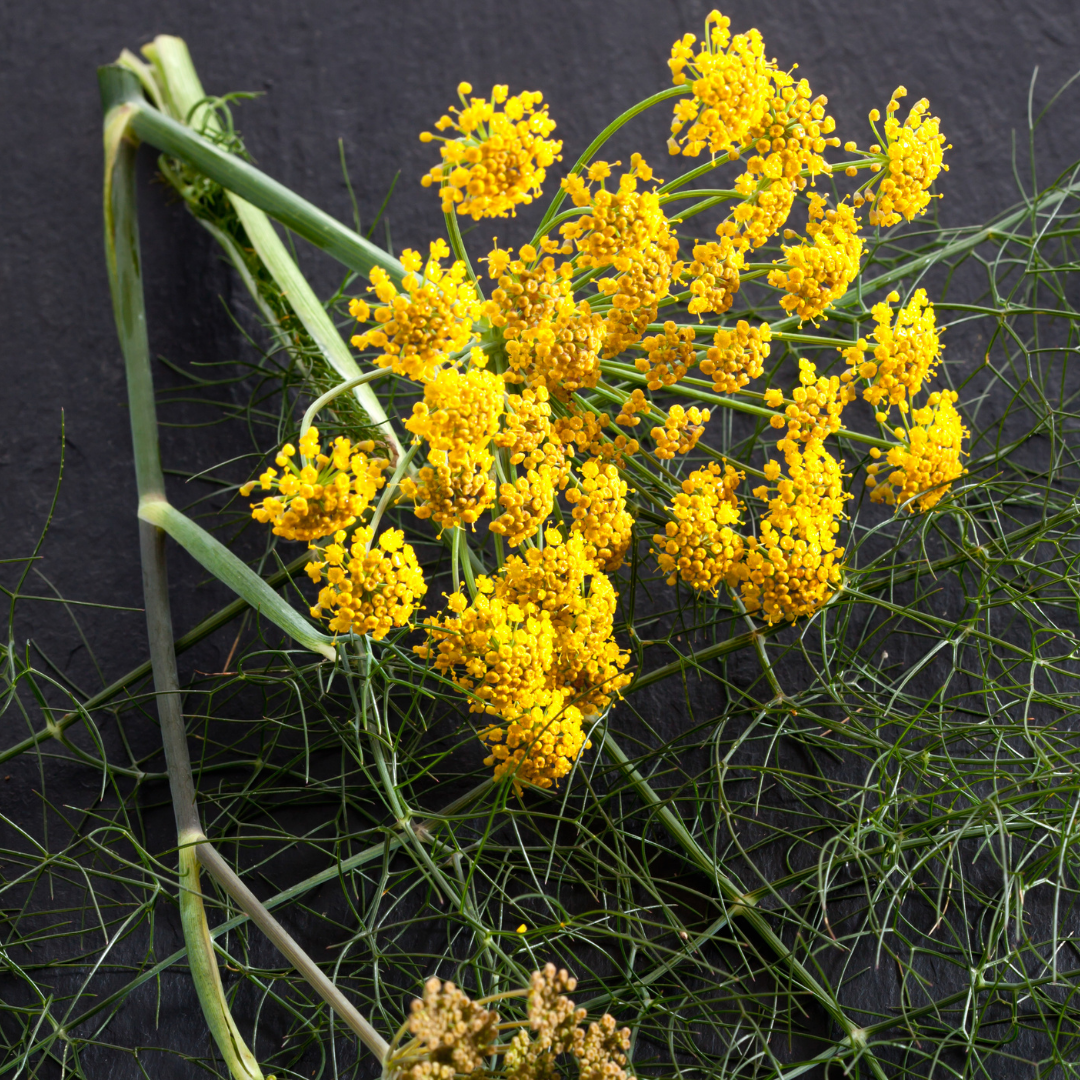 Olio profumato al finocchio dolce