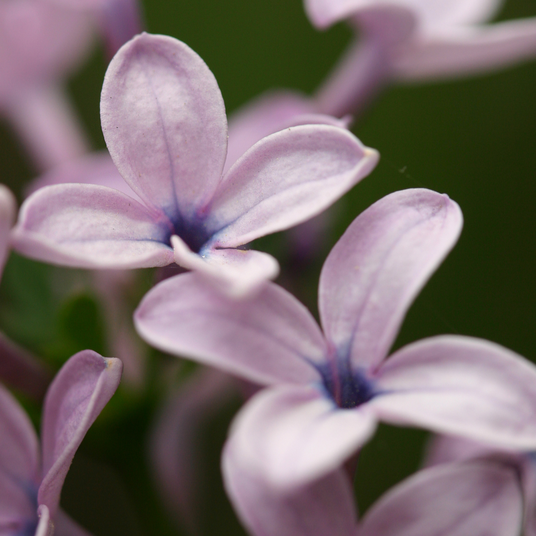 Spring Lilac Fragrance Oil