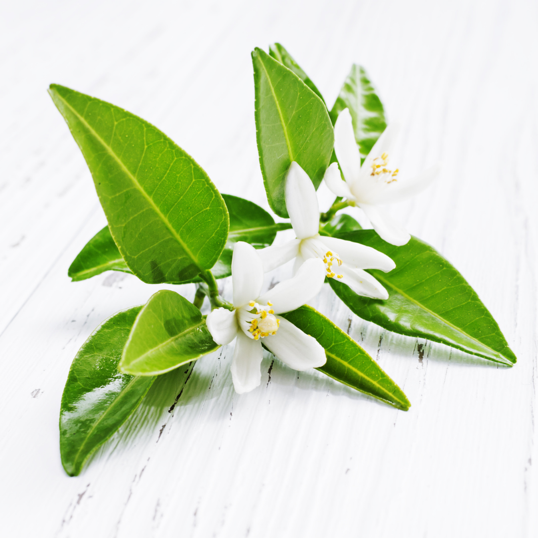 orangeblossomfrenchfragranceoil Paris Fragrances