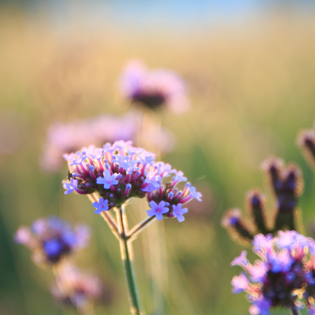 Verbena L'occit Fragrance Oil