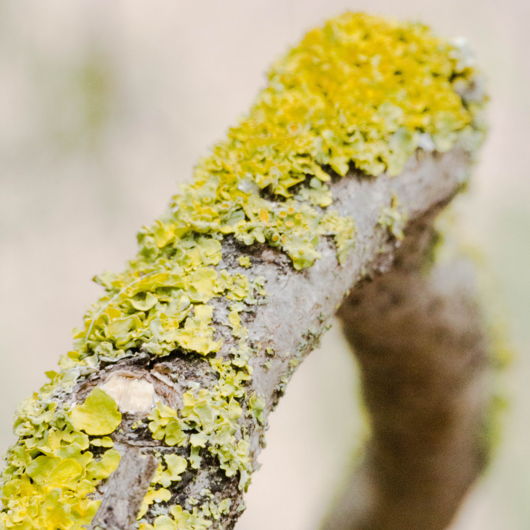 White Musk Fragrance Oil