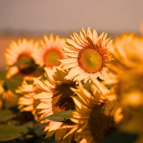 Golden Sunflower Fragrance Oil