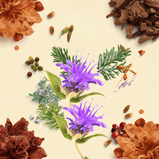 Cypress & Wild Bergamot Fragrance Oil