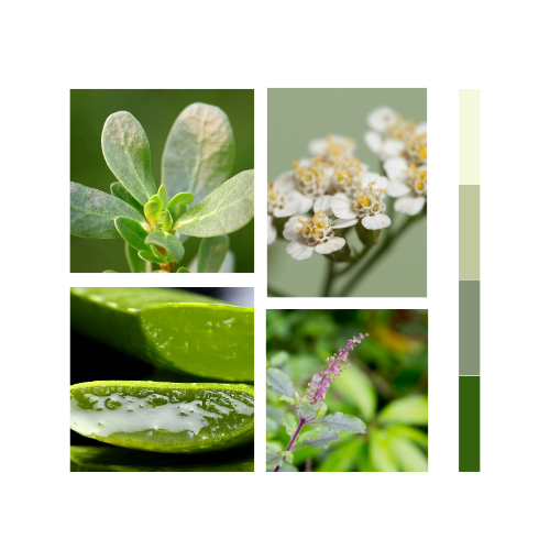 Biocalmin Blend - Herbal Extract