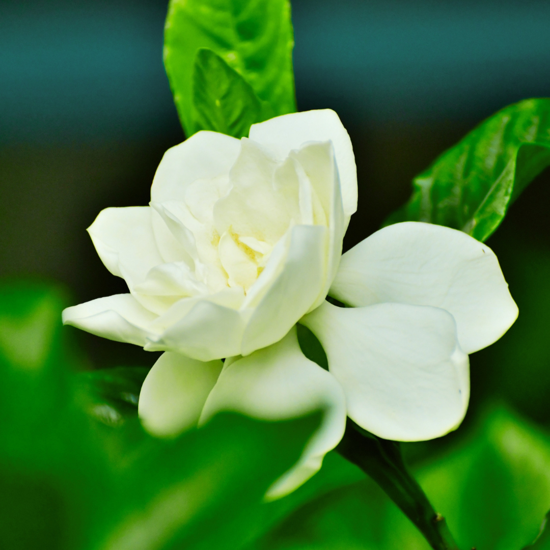 Olio profumato Gardenia