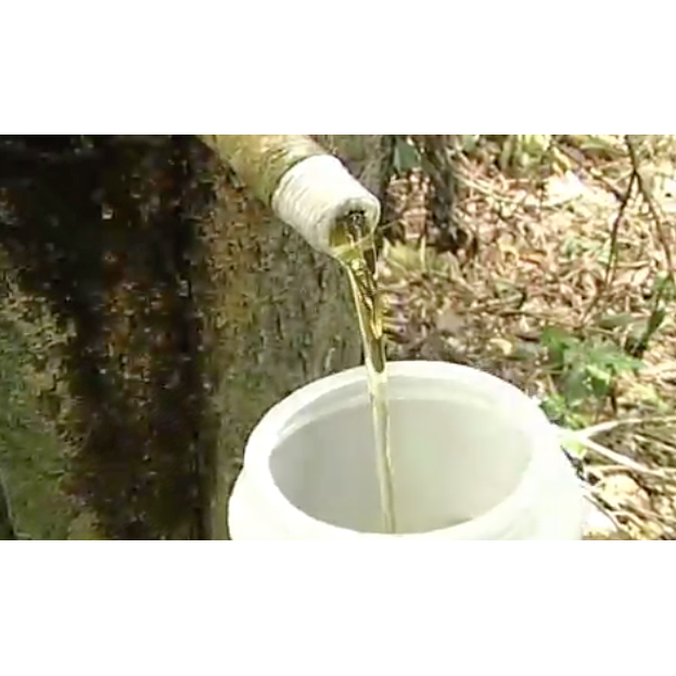 Copaiba Balsam Oil - Natural Unrefined
